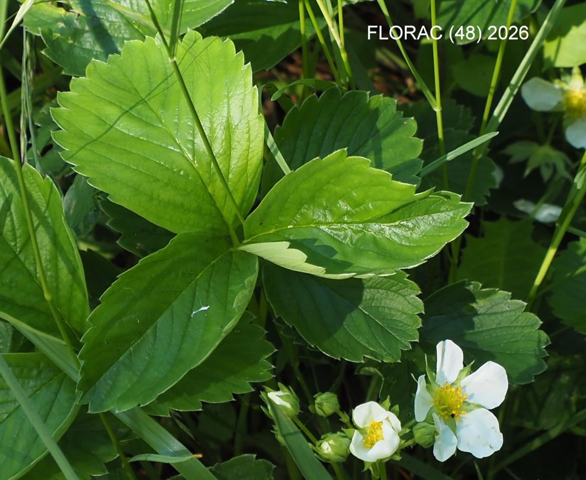 Strawberry, Cultivated leaf